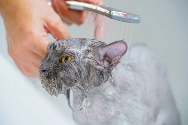 Komik ıslak beyaz bir pers kedi veya kedi yavrusu ve turuncu gözleri banyo veya 