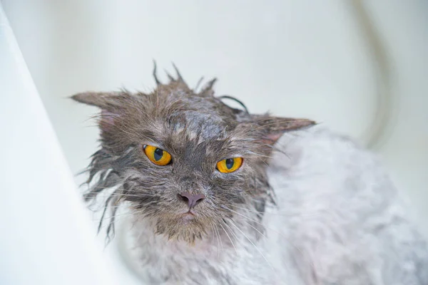 Komik ıslak beyaz bir pers kedi veya kedi yavrusu ve turuncu gözleri banyo veya 
