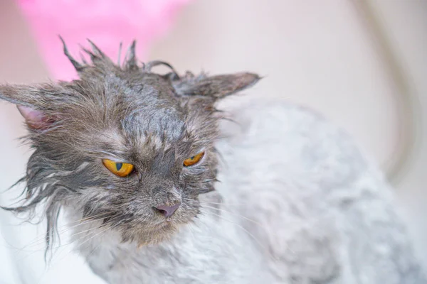 Смешно мокрый белый персидский кот или котенок и оранжевые глаза ванна или — стоковое фото