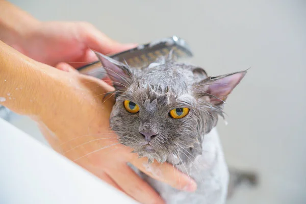Komik ıslak beyaz bir pers kedi veya kedi yavrusu ve turuncu gözleri banyo veya 
