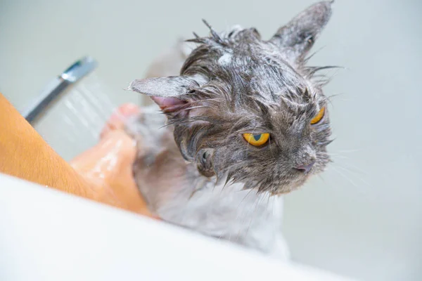 Komik ıslak beyaz bir pers kedi veya kedi yavrusu ve turuncu gözleri banyo veya 