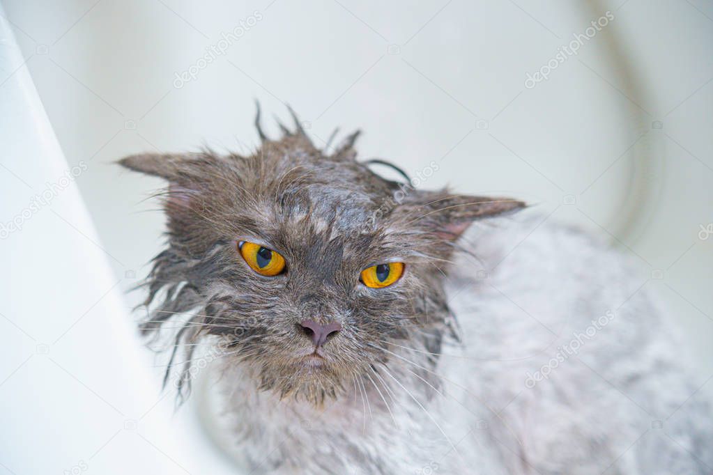 Funny wet a white persian cat or kitten and orange eyes bath or 