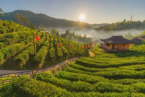 Rak Thai Village Tea Plantation Nature Mountains Sunlight Flare Background — Foto de Stock