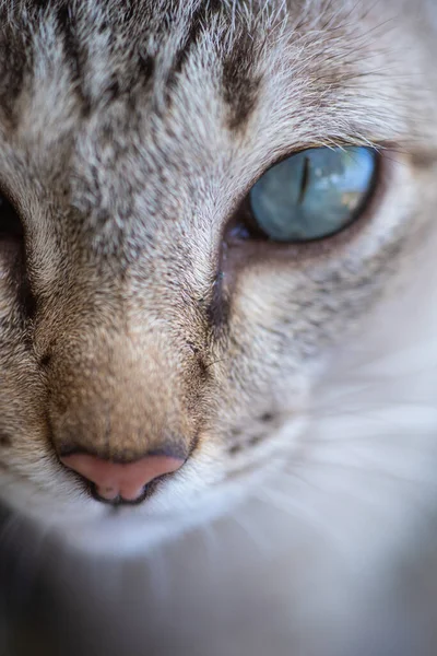 胖胖的灰猫的画像带条纹的可爱的东西看起来凶猛的动物是眼睛和鼻子的宏观概念 — 图库照片