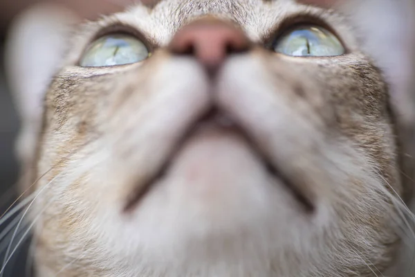 ソフトフォーカスタビーの肖像グレーの猫のストライプの愛らしい外観何かが動物の目と鼻のマクロの概念です — ストック写真