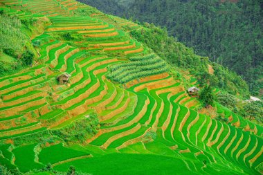 Mu Cang Chai 'deki pirinç tarlalarının ortasındaki küçük ahşap kulübe ve SAPA VIETNAM güneş ışığı ve arka plan konsepti..