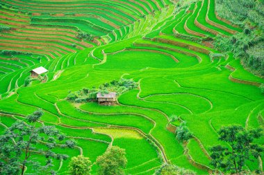 Mu Cang Chai 'deki pirinç tarlalarının ortasındaki küçük ahşap kulübe ve SAPA VIETNAM güneş ışığı ve arka plan konsepti..