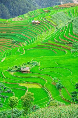 Mu Cang Chai 'deki pirinç tarlalarının ortasındaki küçük ahşap kulübe ve SAPA VIETNAM güneş ışığı ve arka plan konsepti..