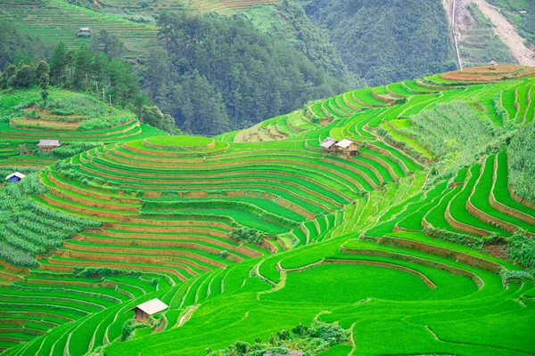 Beautiful terraced rice paddy field and small wooden hut in the middle of the rice field mountain landscape in Mu Cang Chai and SAPA VIETNAM Sunlight and flare background concept.