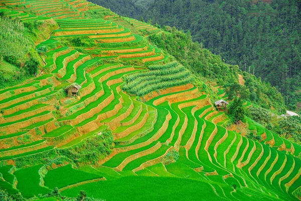 Bonito Campo Arroz Com Arroz Terraço Pequena Cabana Madeira Meio — Fotografia de Stock