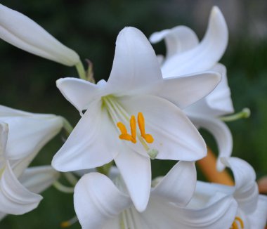 Kar-Beyaz Bahçe lily pistil, stamens ve sarı polen makro ile çiçek
