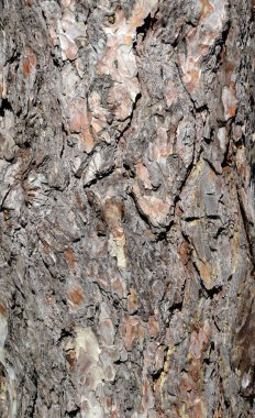 Tonlarında kahverengi yakın çekim yaşlı çam kabuğu dokusu
