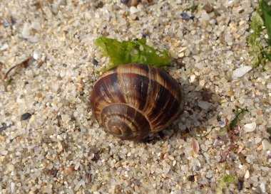 Yeşil algler (makro yakınındaki kıyı kum üzerinde Brown Salyangoz kabuğu)