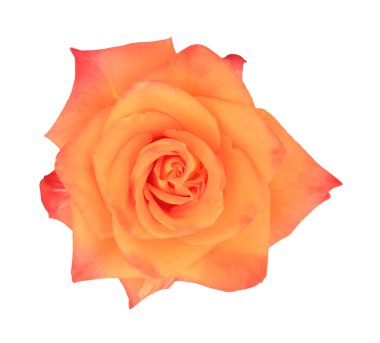 Şeftali renkli gül (yaprakları, hiçbir tomurcukları beyaz arka plan üzerinde izole kapatmak)                               