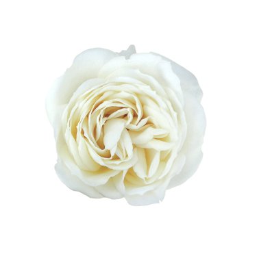 Gür beyaz gül (yaprakları, hiçbir tomurcukları beyaz arka plan üzerinde izole kapatmak)                               