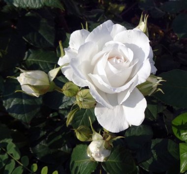 Kar-beyaz çiçek gül tomurcukları tarafından çevrili                               