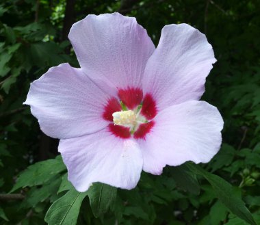 Hibiscus solgun eflatun çiçek Suriye havaneli ve polen karşı bir koyu gri ile makro bırakır.
