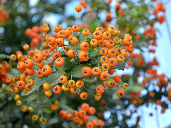 Orange berries of a decorative shrub Pyracantha coccinea on blured background, close-up