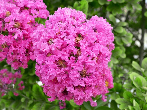 Bujné Froté Růžové Květenství Krep Myrta Lagerstroemia Indica Krep Myrta — Stock fotografie