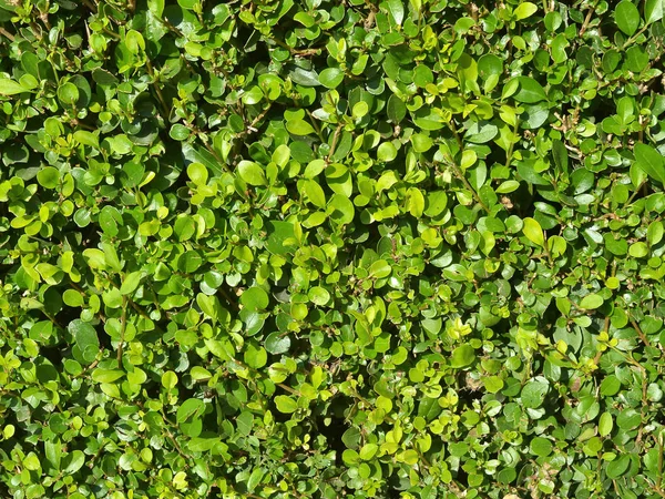 exture of a hedge of smoothly trimmed boxwood bush close up