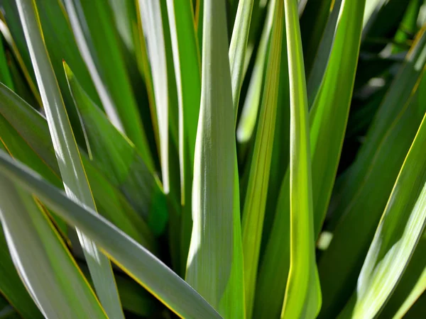Yucca yeşil yaprakları ile keskin ve parlak yaz güneş ışığı altında dikenli ipuçları yakın çekim