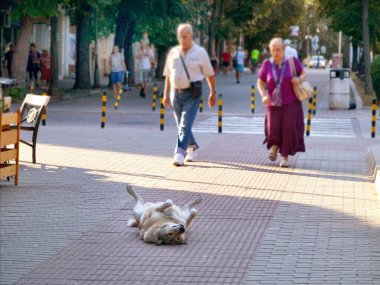 Büyük sokak köpeği tembel bir kaldırım ortasında sırtında sıcak bir yaz akşam yatıyor