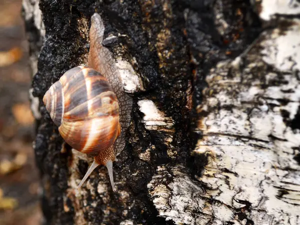 Grand Escargot Descend Écorce Humide Bouleau Par Jour Été Pluvieux — Photo