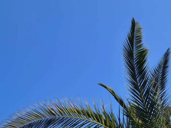 明るい青い空 コピー領域の緑の枝のカナリア諸島のナツメヤシ — ストック写真