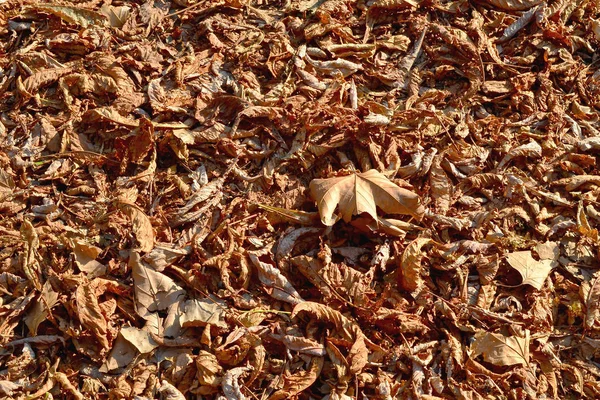 Uma Camada Folhas Castanhas Caiu Das Árvores Por Causa Calor — Fotografia de Stock