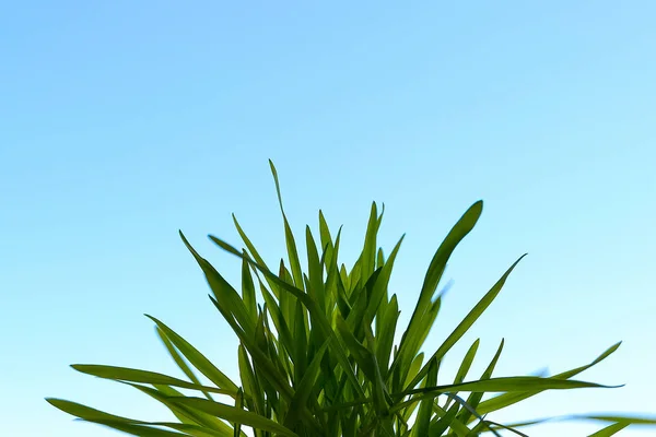 青い空と明るい緑の草の茂み 猫は時々 そのような草を食べる — ストック写真