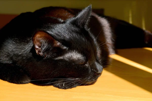 Black cat sleeps on a yellow wooden table under the warm sunshine on a day close up