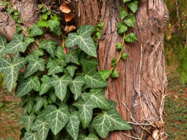 Ivy, also called Hedera, with fresh green leaves on a tree trunk close up clipart