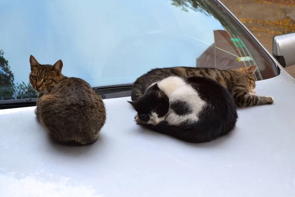 Три Бездомных Кошки Греются Теплом Капоте Недавно Припаркованной Машины Осенний — стоковое фото