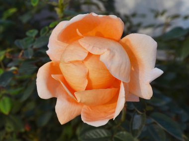 Koyu yeşil yaprakları, yukarıdan, yakın bir görünümü çerçevede bir güzel turuncu yükseldi