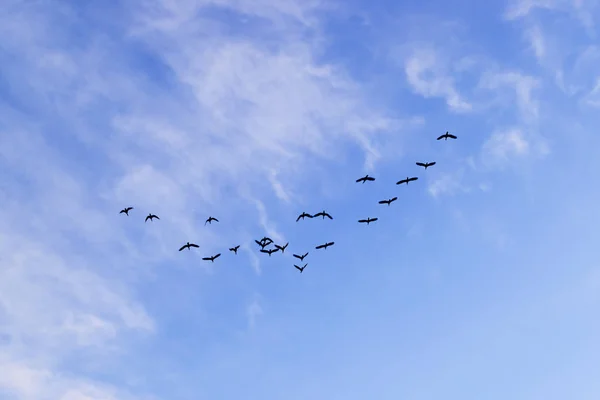 A flock of birds lined a wedge for the annual autumn migration on a blue sky background