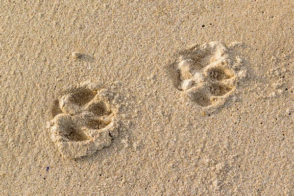 Цепь Собаки Отслеживает Поверхности Влажного Морского Песка Крупным Планом — стоковое фото