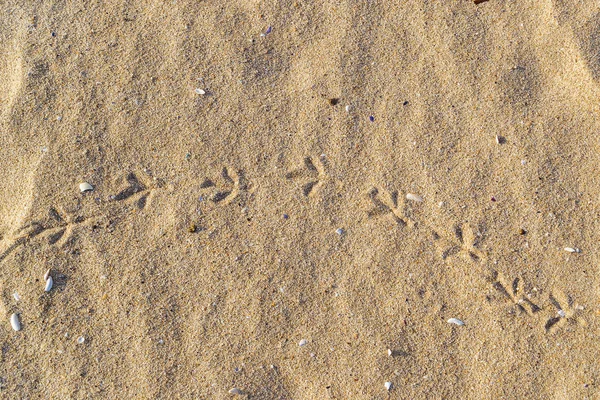 Chain Bird Pigeon Tracks Wet Sea Sand Close — Stock Photo, Image