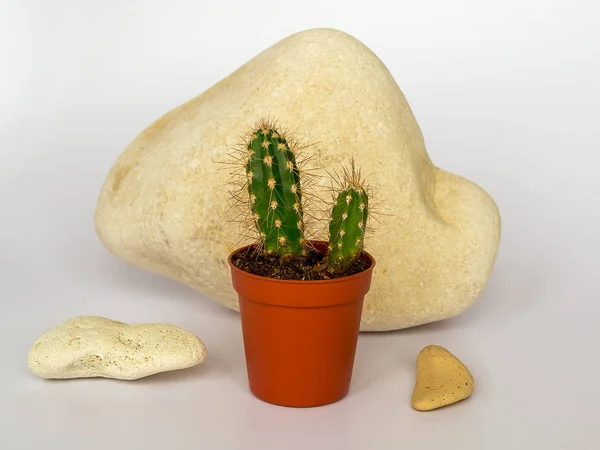 Két Kis Zöld Kaktuszok Hosszú Tüskék Háttérben Egy Nagy Sárga — Stock Fotó