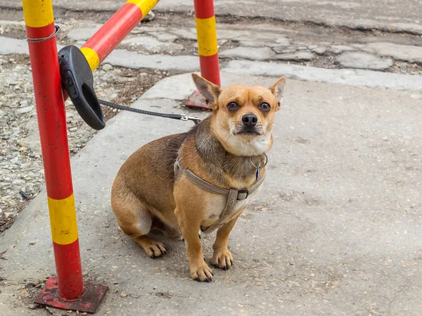 Pequeno Cão Marrom Amarrado Cerca Com Uma Trela — Fotografia de Stock