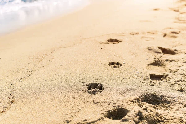 Hund Und Mensch Spuren Tagsüber Auf Nassem Meeressand Selektiver Fokus — Stockfoto