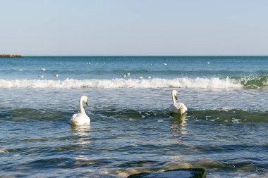 Bir çift beyaz kuğu denizde yüzüyor. Dalgalar kıyıya yakın deniz üzerinde sallanan iki kuğu. Kuğu beslemek ya da boş bir plaj yakınındaki sığ suda gıda baharda isteyin. Su üzerinde beyaz kuğu.