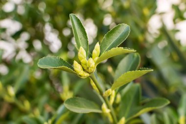 Bahar yakın çekim yeşil arka plan bulanık üzerinde evergreen Şimşir, filizlenir. Doğa ve botanik, Bahçe Dekorasyon için doğal herdem yeşil bitki.