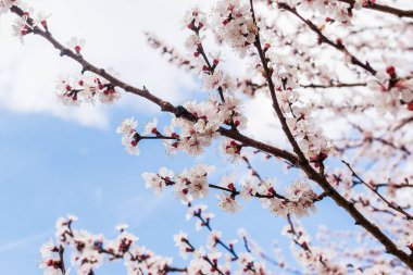 Yakın çekim beyaz çiçek mavi gökyüzü karşı bir kiraz ağacı dalı. Erken baharda çiçek açan Erik. Çiçek açan meyve ağaçları bahçeleri ve meyve bahçeleri. 