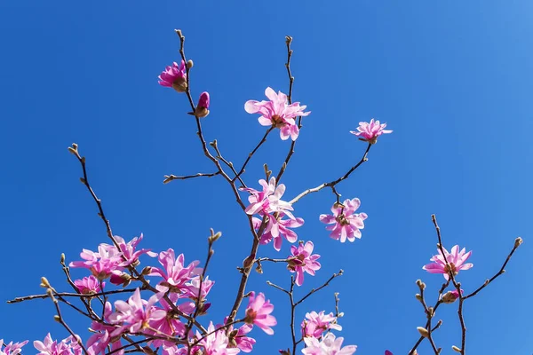 Close-up of beautiful pink magnolia flowers on a bright blue sky background. Blossoming of magnolia tree on a sunny spring day. Flowering of magnolia in a public park. Shallow DOF.