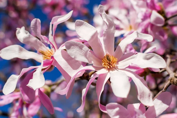 Close-up of beautiful pink magnolia flowers on a bright blue sky background. Blossoming of magnolia tree on a sunny spring day. Flowering of magnolia in a public park. Shallow DOF.