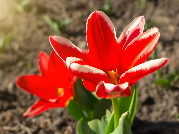 Red white tulip in outdoor flowerbed on a sunny day. Spring flowering of tulips in a public park. Nature and botany, flowers with red petals for garden decoration.