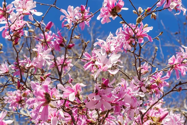 The beauty of pink magnolia blossom on a bright blue sky background. Blooming of magnolia trees on a sunny spring day. Flowering of magnolia in a public park. Shallow DOF.