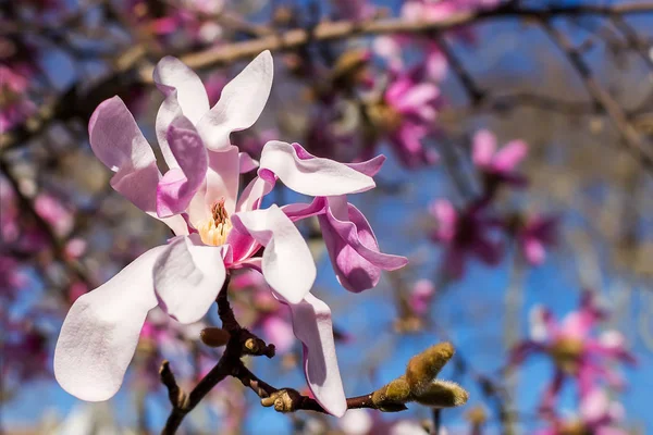 Close-up of beautiful pink magnolia flower on a  background of bright blue sky. Blossoming of magnolia tree on a sunny spring day. Flowering of magnolia in a public park. Shallow DOF.