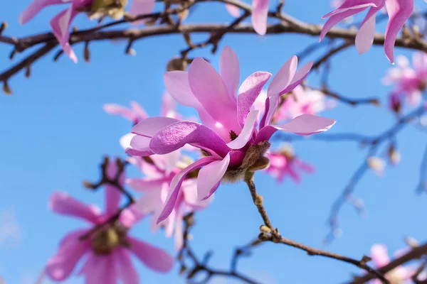 Fragile flower of pink magnolia on a bright blue sky background. Blossoming of magnolia tree on a sunny spring day. Flowering of magnolia in a public park. Shallow DOF.