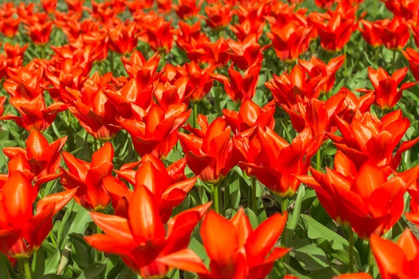 Field of blooming red tulips in a public park on a sunny day. Spring flowering of lush red tulips. Flowers with red petals for garden decoration. Red floral background.